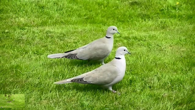 IECV NV #92 - 👀 Grey Turtle Doves 🕊🕊 4-22-2015