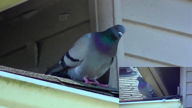 IECV NV #96 - 👀 Pigeons - Rock Doves On A Neighbor's Roof 5-29-2015