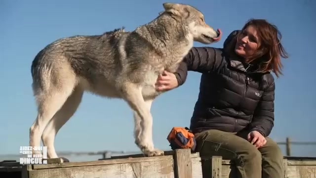 AIDEZ-MOI, CE CHIEN ME REND DINGUE !