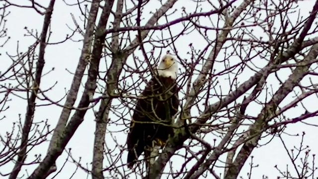 IECV NV #83 - 🦅 The American Bald Eagle 3-23-2015