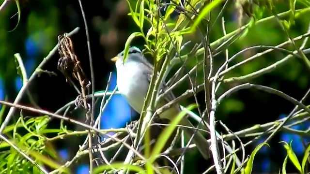 IECV NV #26 - 👀 White Crowned Sparrow & A House Sparrow 4-29-2014