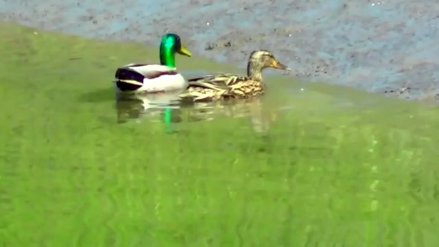 IECV NV #22 - 👀 Mallard Duck's Male & Female 🦆 🦆 4-24-2014