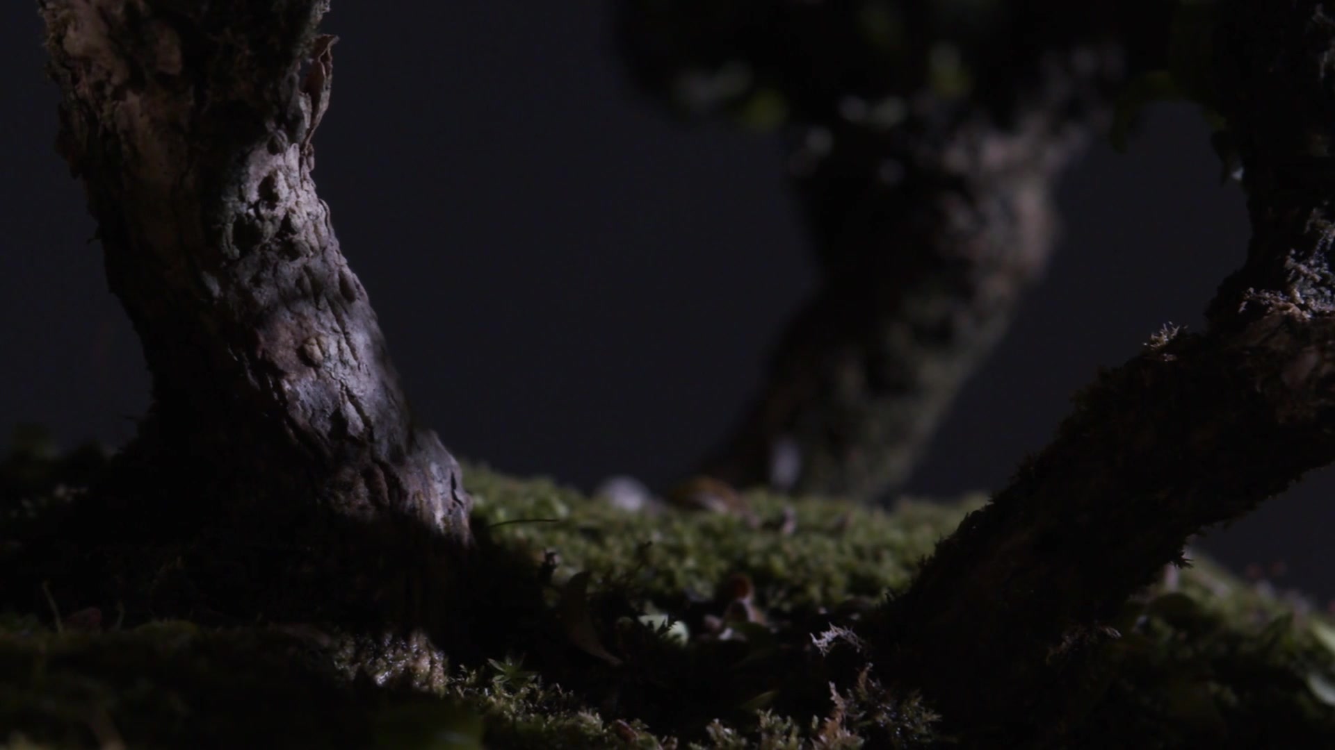 Cosas Muertas - Marina Sarmiento