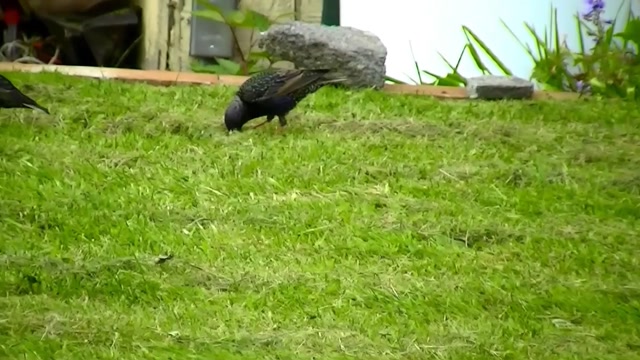 IECV NV #100 - 👀 Starlings And House Sparrows, Even A Quick Look At The American Robin 5-31-2015