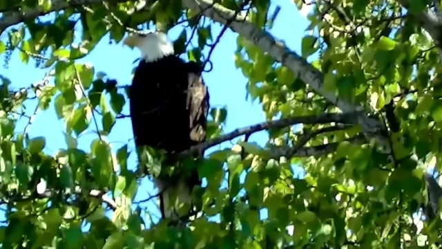 IECV NV #24 - 👀 The Eagle Has Landed 🦅 4-28-2014