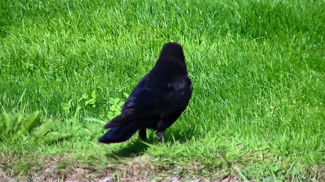 IECV NV #41 - 👀 A Crow, Steller's Jay, Starlings, Even House Sparrows 5-2-2014