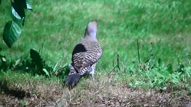 IECV NV #98 - 👀 The Northern Flicker On The Ground 5-31-2015