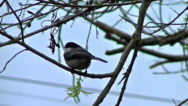 IECV NV #84 - 👀 A Chickadee In The Weeping Willow Tree 3-23-2015