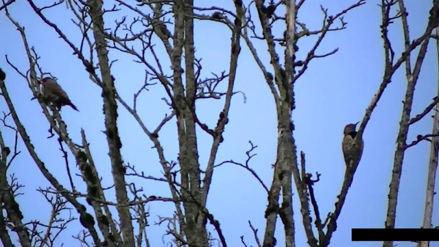 IECV NV #81 - 👀 Northern Flickers - Woodpecker In The Neighbor's Maple Tree Long Version 1-22-2015