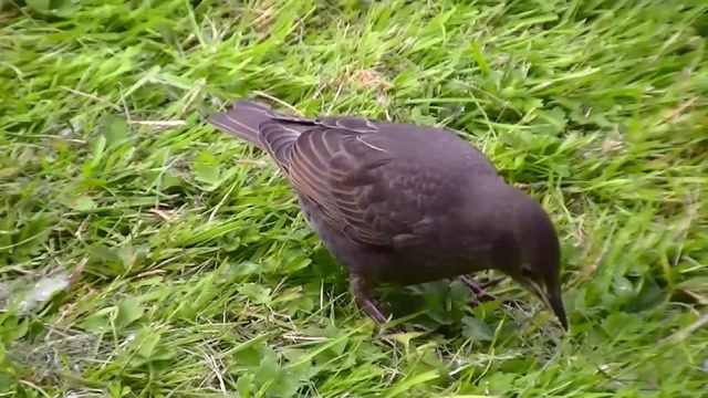IECV NV #43 - 👀 Juvenile European Starling In The Back Yard 5-31-2014