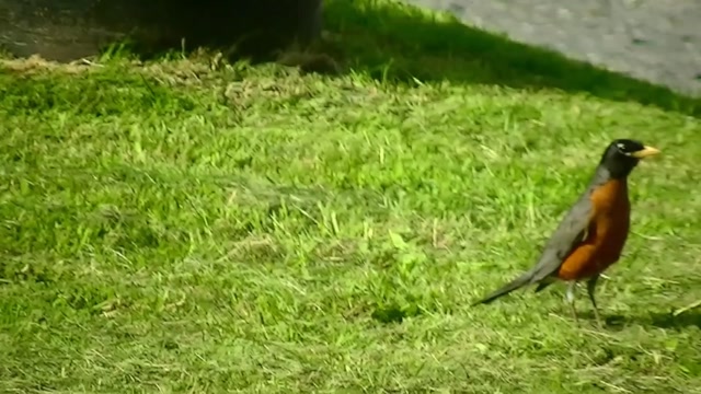 IECV NV #42 - 👀 House Sparrow, Spotted Towhee, Robin 😊 5-29-2014