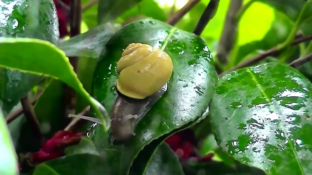 IECV NV #28 - 👀 Three Snails On The Move And A Baby 🐌🐌🐌 5-4-2014