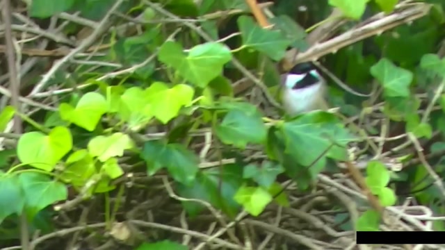 IECV NV #77 - 👀 Play Time With The Chickadee 12-14-2014