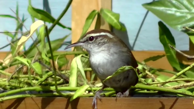 IECV NV #85 - 👀 The Bewick's Wrens In And Out Of The Filbert Tree 3-23-2015
