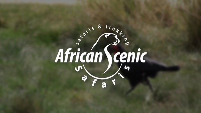 How Much Does a Safari in Tanzania Cost