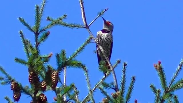 IECV NV #25 - 👀 The Northern Flicker - Woodpecker Singing In The Neighbor's Pine Tree 4-29-2014