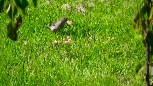 IECV NV #34 - 👀 House Sparrows, And Starlings In The Back Yard 🐥🐥 5-24-2014