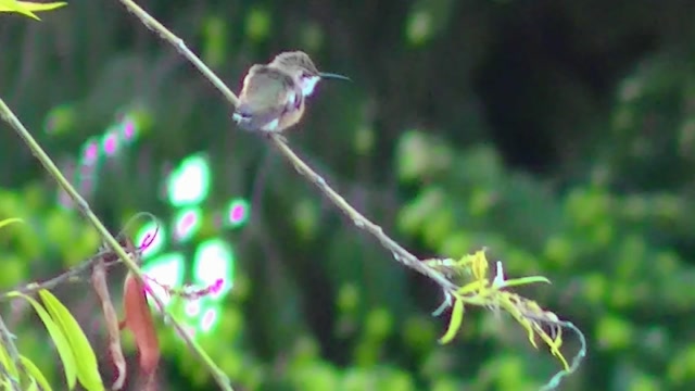 IECV NV #44 - 👀 Hummingbird On A Branch In The Weeping Willow Tree 🐥 6-2-2014