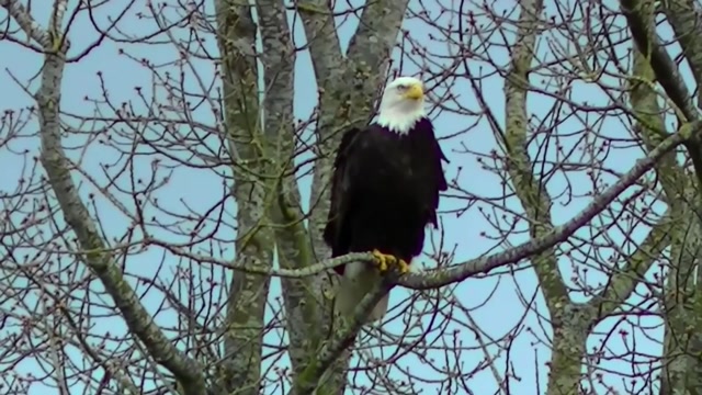 IECV NV #88 - 🦅 American Bald Eagle Short Version 3-23-2015