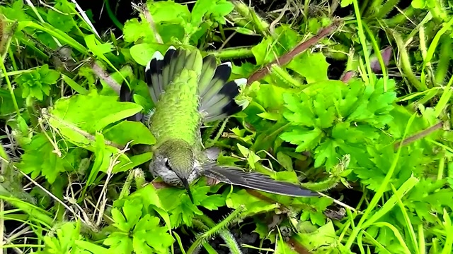 IECV NV #40 - 👀 Hummingbird On The Ground After Hitting The Window 5-24-2014