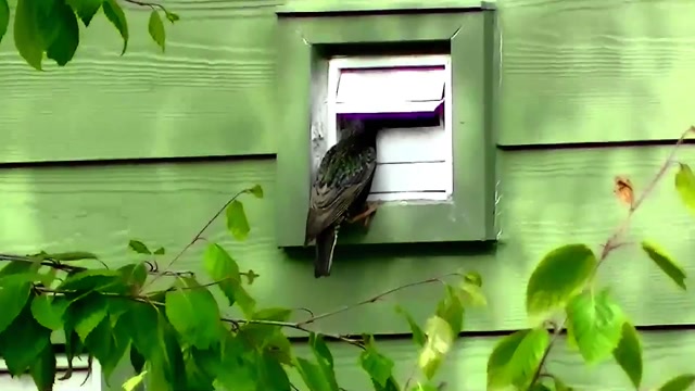 IECV NV #37 - 👀 Starling  And The Door Fight 5-24-2014