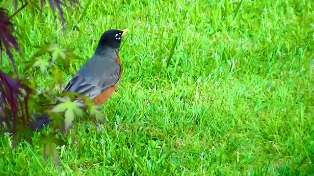 IECV NV #94 - 👀 American Robin In The Yard 🐦 5-29-2015