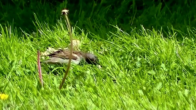 IECV NV #29 - 👀 A Chickadee And A White Crowned Sparrow Even Some House Sparrows 5-12-2014