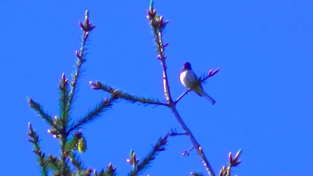 IECV NV #35 - 👀 A Male Dark Eyed Junco, And A White Moth, And A Crow 5-24-2014
