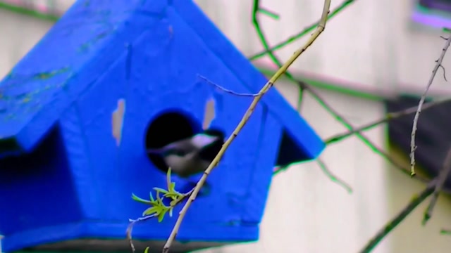 IECV NV #93 - 👀 🐣 Chickadee, 🐿️Squirrel, 🐤Pigeon, Red Wing Black Bird 5-14-2015