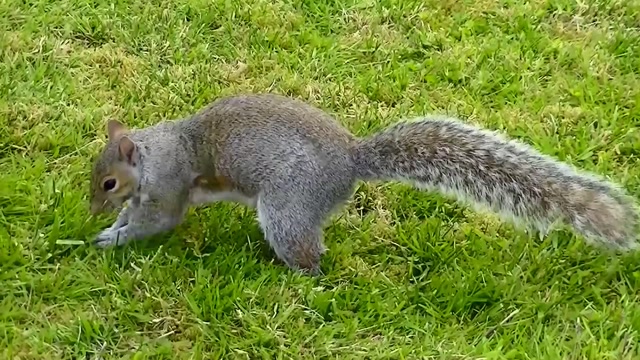 IECV NV #99 - 👀 American Robin, A Starling, And A Squirrel 5-31-2015