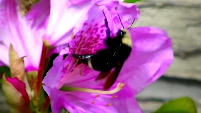 IECV NV #38 - 👀 Bumble Bee On The Flowers 🐝5-24-2014