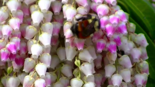IECV NV #86 - 👀 A Orange Stripe Bumble Bee 🐝 On A Flower & Another Bumble Bee Flying By 3-23-2015