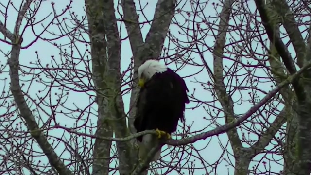 IECV NV #89 - 🦅 American Bald Eagle Full Version 1 Hour 26 Mins 3-26-2015