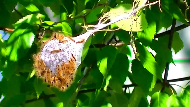 IECV NV #31 - 👀 Western Tent Caterpillar On The Run 5-23-2014