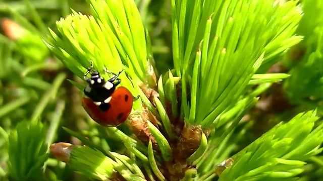 IECV NV #90 -🐞 Lady Bug On The Run 3-30-2015