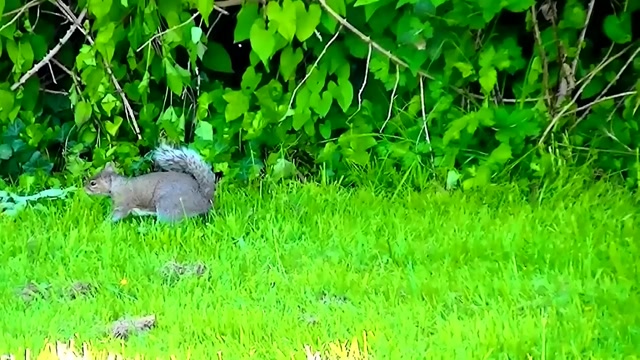 IECV NV #33 - 👀 The Squirrel Out For A Quick Walk Through The Yard 🐿️ 5-2-2014