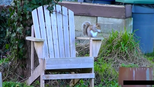 IECV NV #82 - 👀 Squirrel, The Northern Flickers, The American Flag 2-1-2015