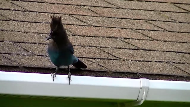 IECV NV #36 - 👀 The Steller's Jay 5-24-2014