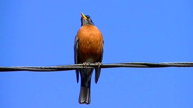 IECV NV #91 - 👀 American Robin 🐦On The Power Pole & On The Wire 4-9-2015