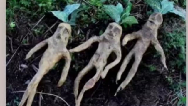 Mister Block Boy aka JAOXÖ! - NELDA JEAN [prod. SORCHA FAAL]