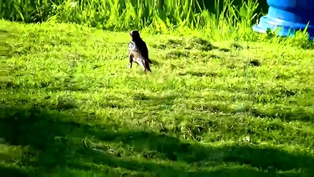 IECV NV #30 - 👀 Dreaming Of 😴Starlings, House Sparrows, And A Crow 😴 5-15-2014