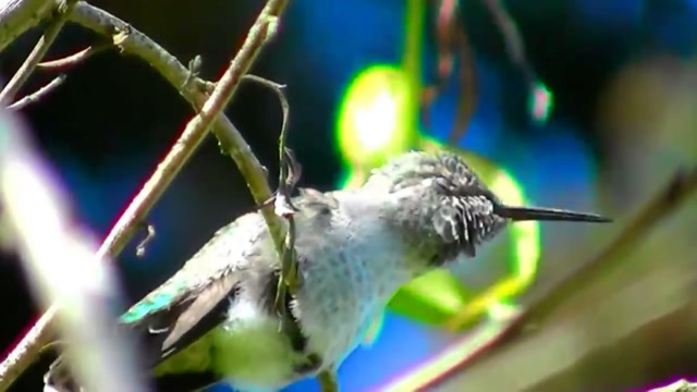 IECV NV #23 - 👀 Hummingbird In The Weeping Willow Tree 🐤 4-28-2014