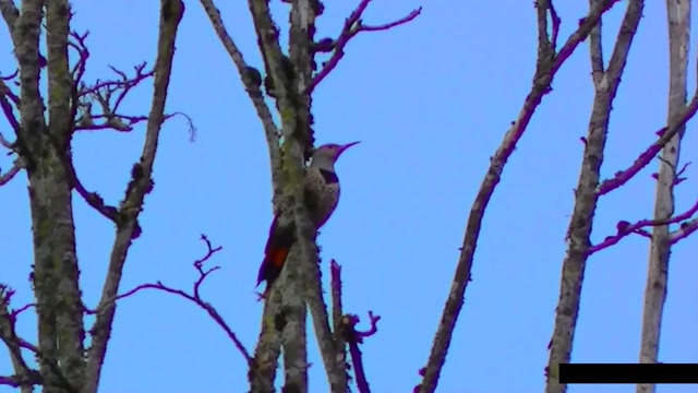 IECV NV #80 - 👀 Northern Flickers In The Neighbor's Big Leaf Maple Tree Short Version 1-22-2015