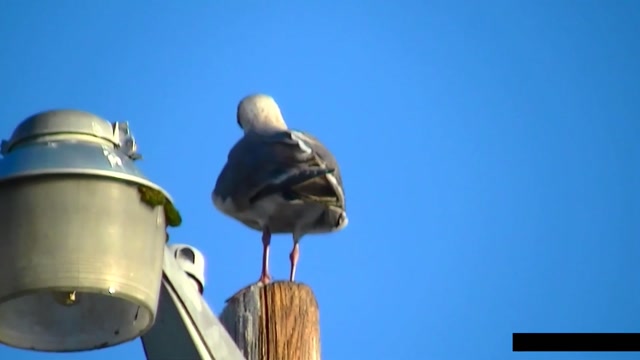 IECV NV #79 - 👀 A Glaucous winged gull - Seagull, A Hummingbird & Dark Eyed Junco's 12-14-2014