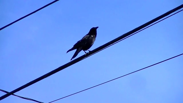 IECV NV #95 - 👀 The Black Crow On A Wire 5-29-2015