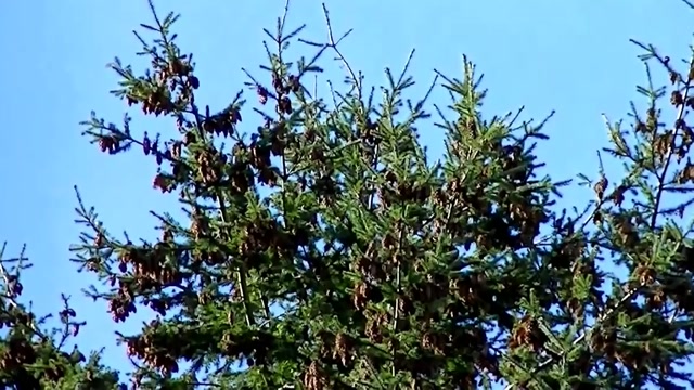 IECV NV #27 - 👀 Nature Plants And Flowers 5-4-2014