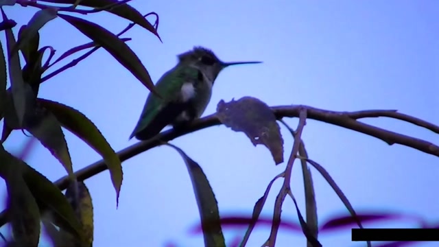 IECV NV #78 - 👀 Hummingbird In The Rain & At The Feeder 12-14-2014