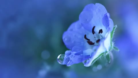 Schubert - Serenade [0bjB-IWEYI0]