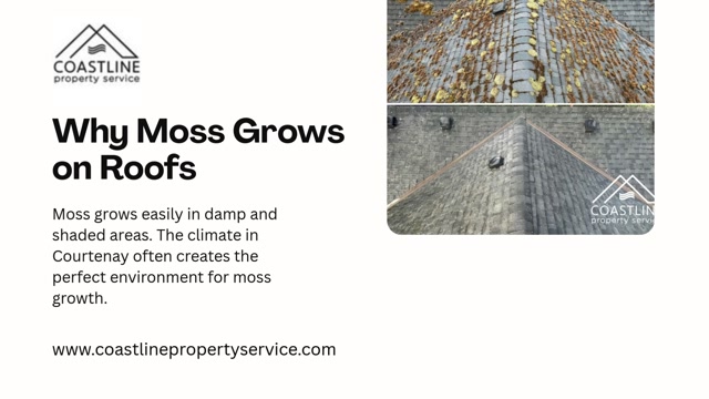 Expert Moss Removal Courtenay for Long-Lasting Roof Protection