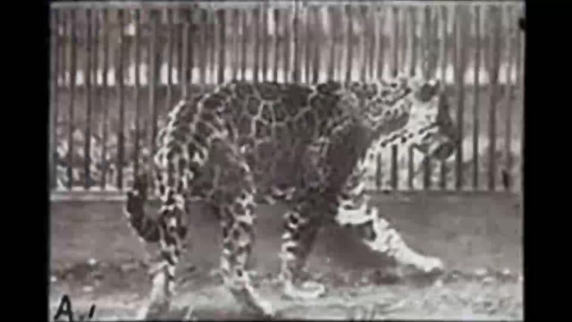 Leopard Walking (1887) Eadweard Muybridge